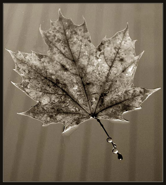 <b>Riding raindrops</b>  <p> * by Lev Bass
