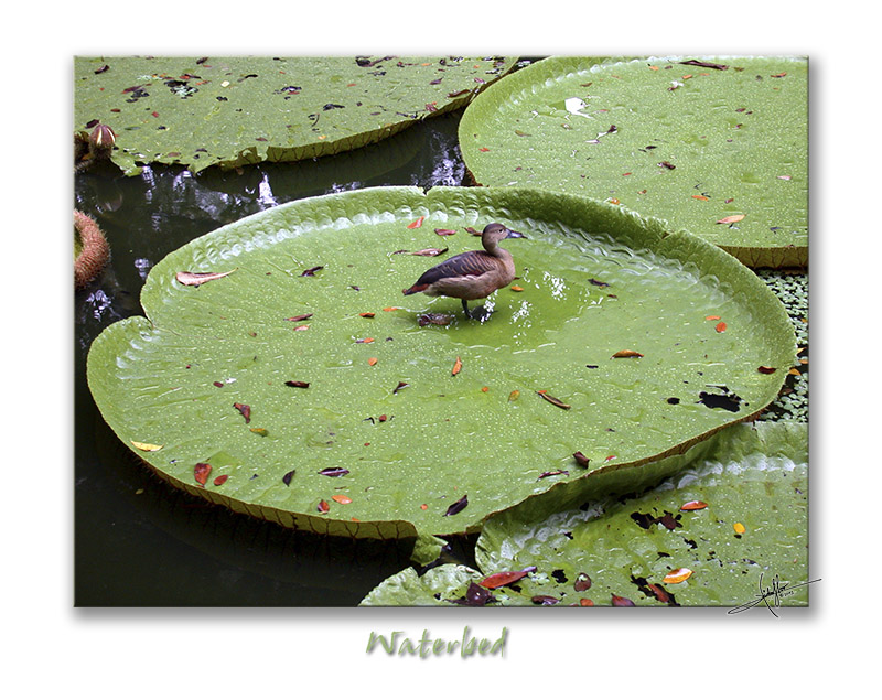 Waterbed