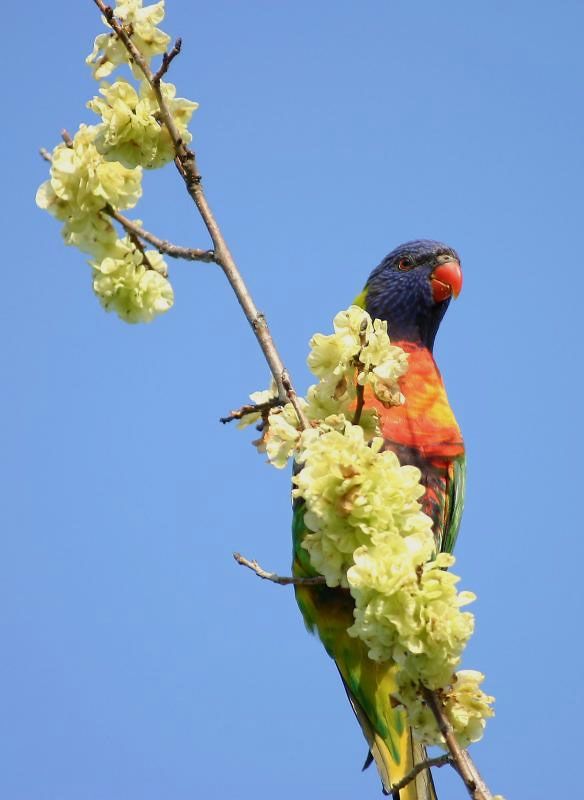 Bird in the Blue