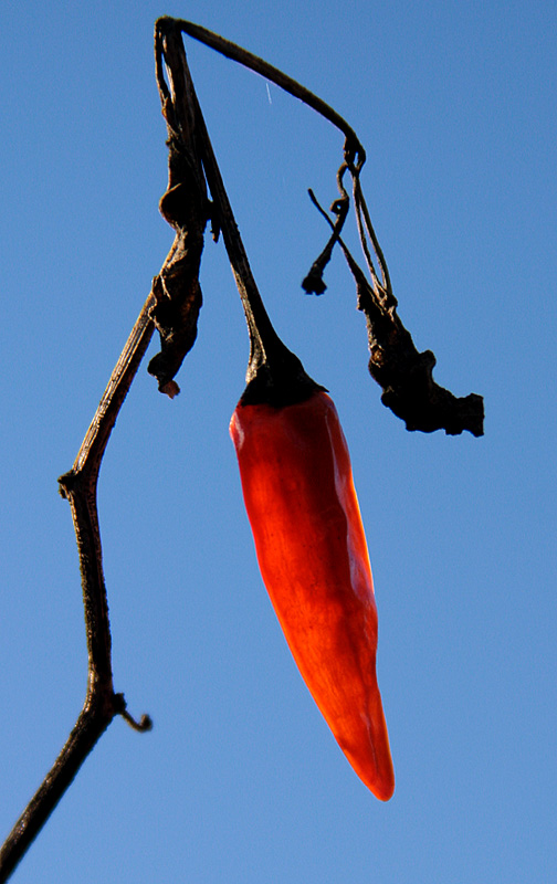 <b>Last Years Pepper *</b><br><i>by Victor Engel</i>