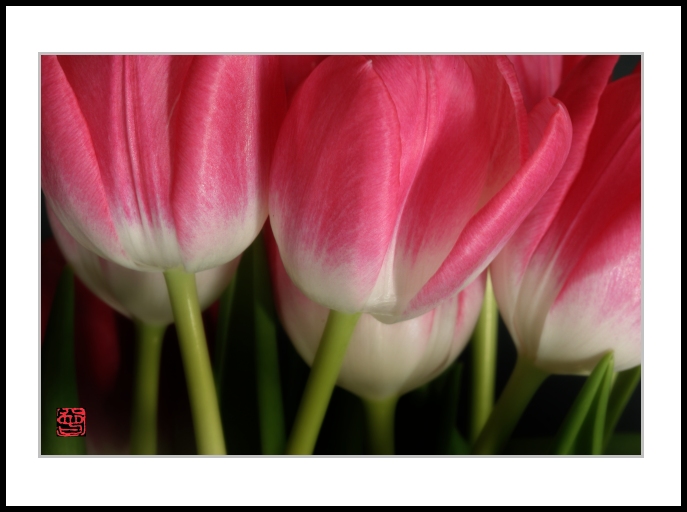 <b>Tulips</b>