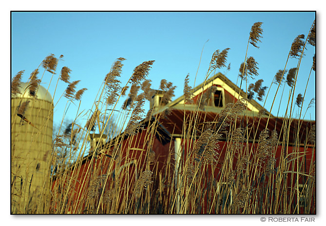 Barn and Grass