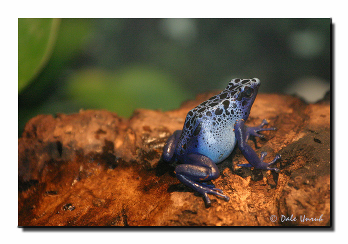 Color In The Rainforest.jpg