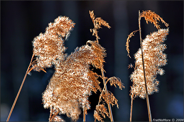 <B>10th Place (tie)</B><BR><i>Backlit Reeds<br>by FretNoMore</i>