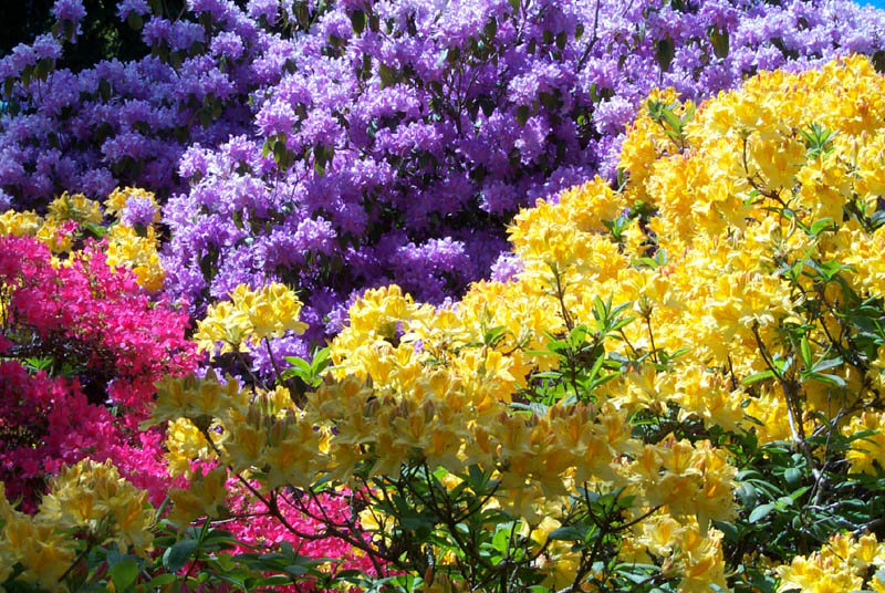 Seattle Flowers