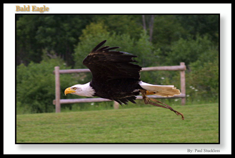<b>Bald Eagle*</b><br><i>by Paul Stuckless