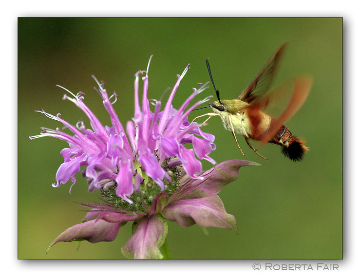 Moth*