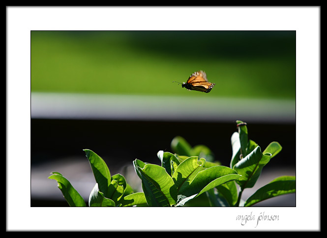 <b>Monarch in Flight</b><br><i>AJ</i>