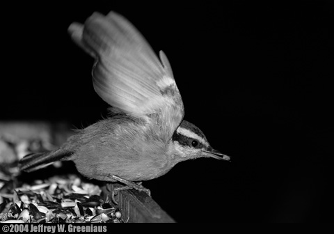 <b>Nuthatch *</b> <br> <i> Jeffrey W. Greeniaus </i>