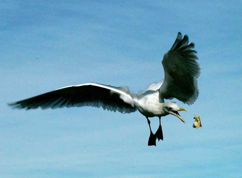 Flight Acrobatics
