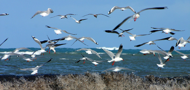 Feeding in the waves *