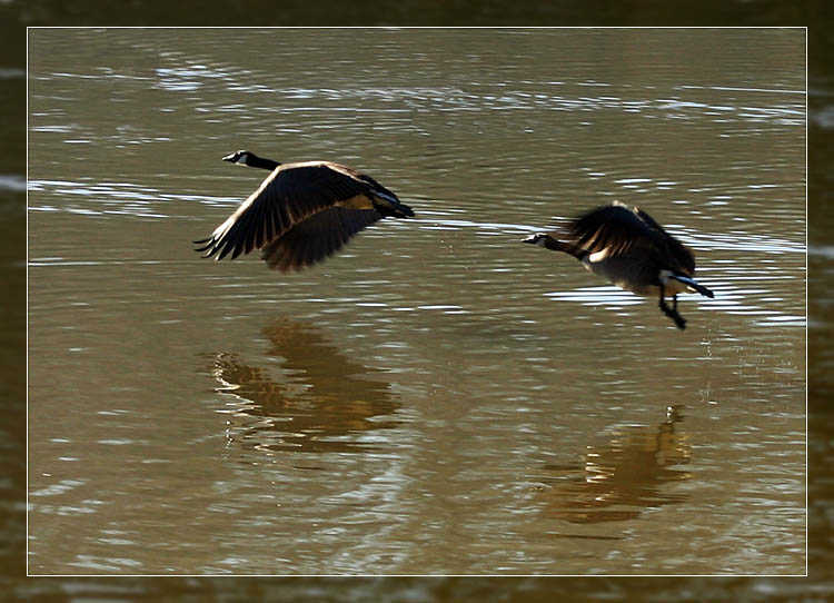 Canada Geese