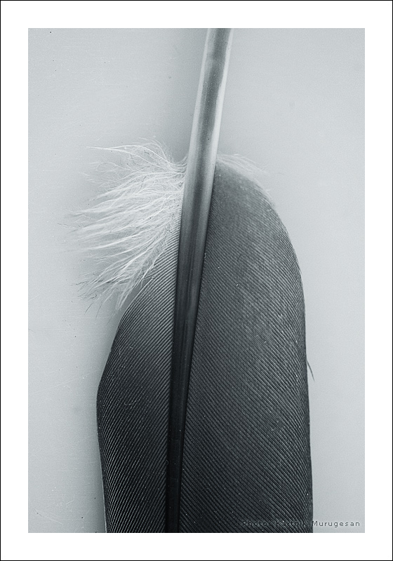 <b>Flying Pan *</b> <br>