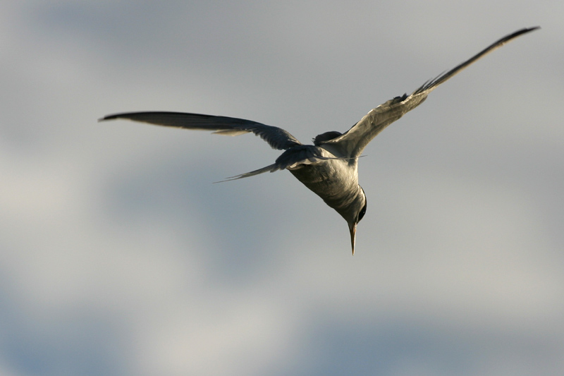<b>Tern Hover *</b> <br> <i>niemand</i>