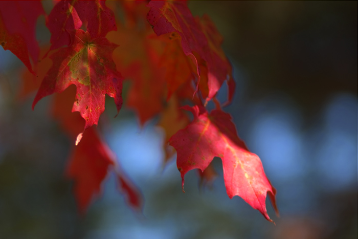 Autumn Leaves*