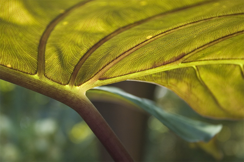 Big Leaf *