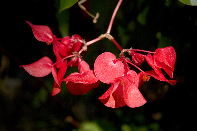 Begonia *
