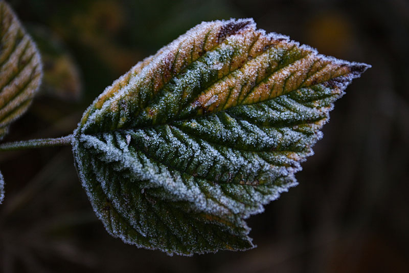 Frostbite*