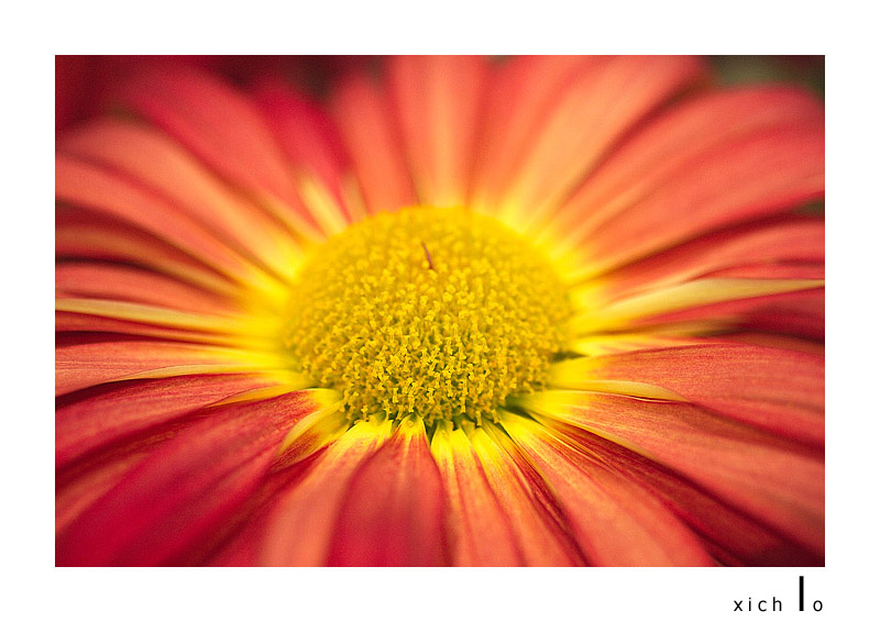 Color 3 by XichLo