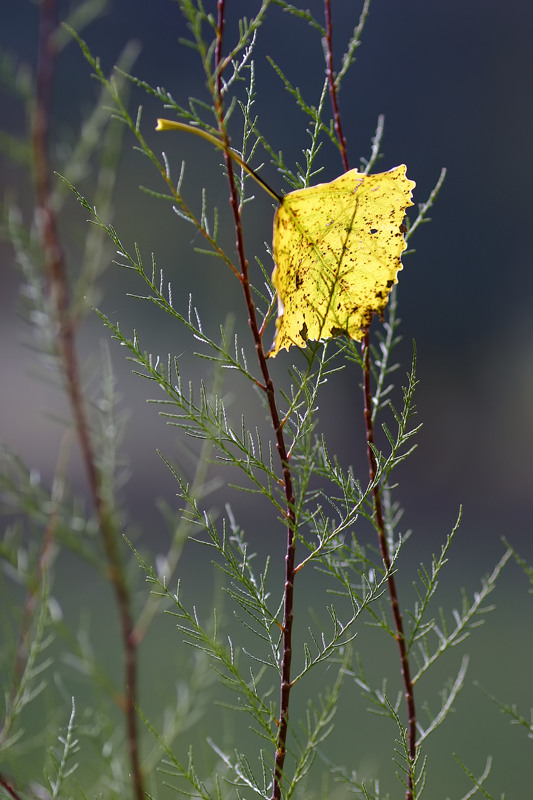 Backlit leaf<br><i>by Peter Siejka</i>