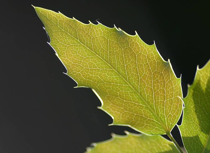 Backlit leaf II<br><i>by Peter Siejka</i>