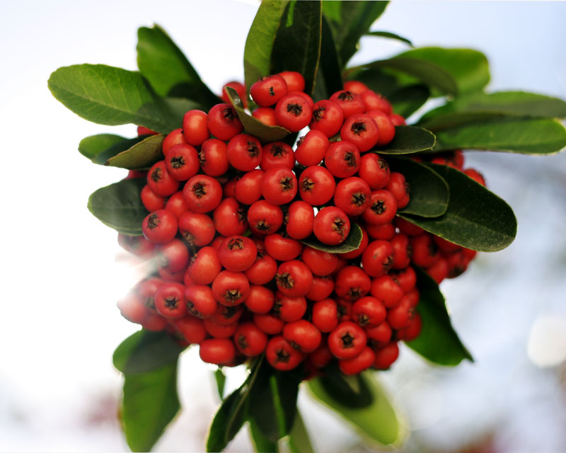 Light and Berry*