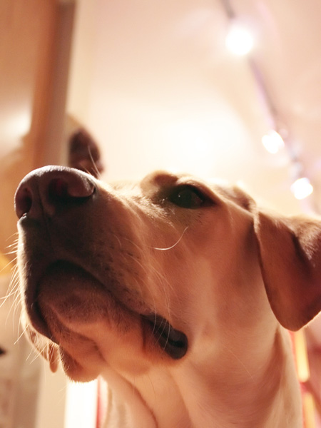 Snout almost on the lens *