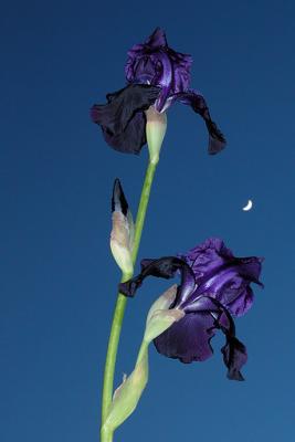 Black Bearded Iris