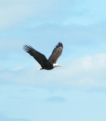Flight