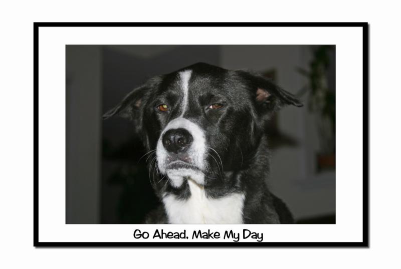 Go ahead - make my day