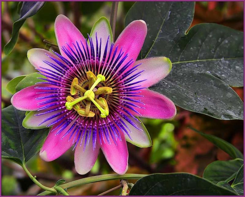 Passion Flower*