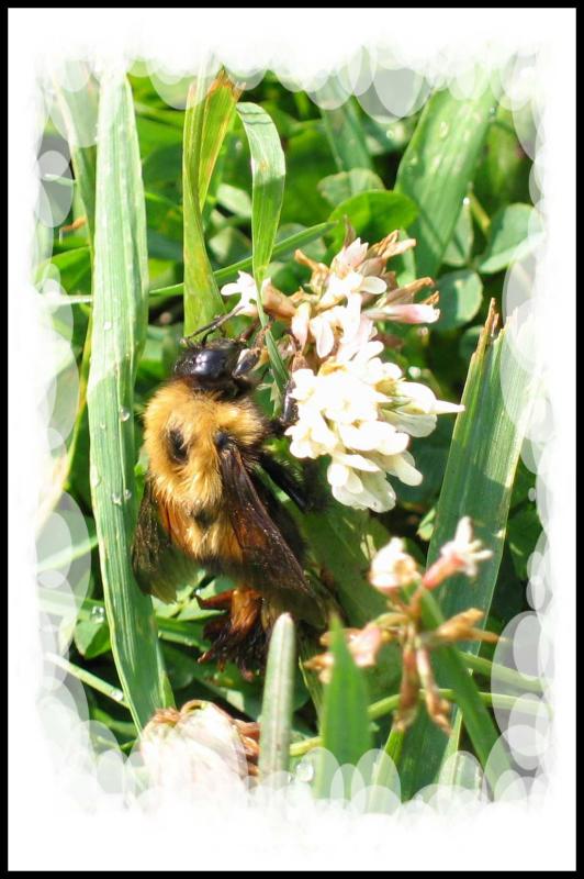 Buzzing around *