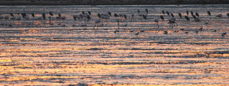 Flamingos (*)