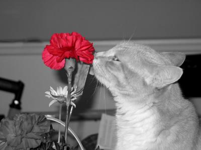 Slow Down and Smell the Flower *