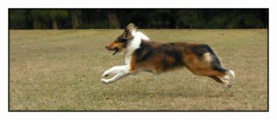 FASTER THAN A SPEEDING SHELTIE  *