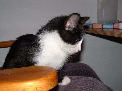Otto