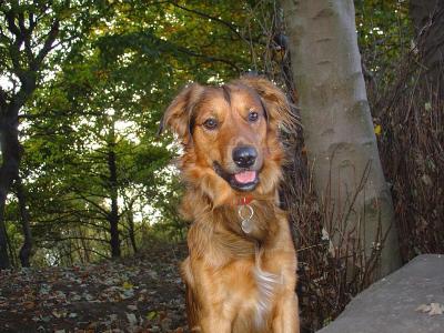 Barnaby, by a tree*