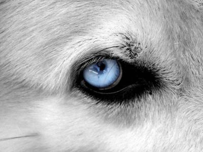 A Dog's Eye View