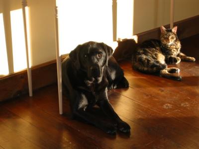 Sharing The Sun