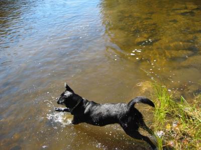 What Labs Do Best