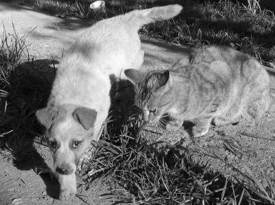 Cats n Dogs  *