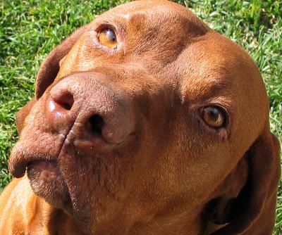 Samba Loves Me, this I know.  *