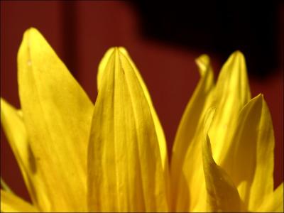 Yellow *