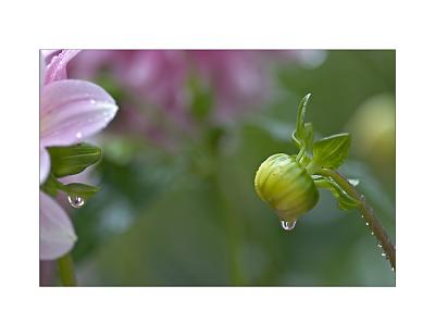 Summer Rain
