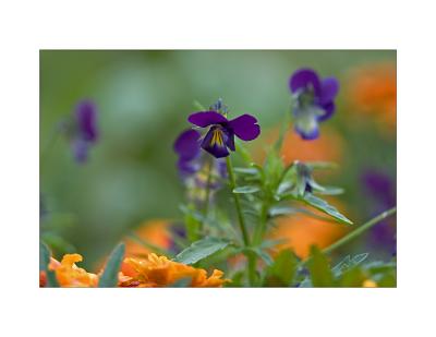 The Color Purple