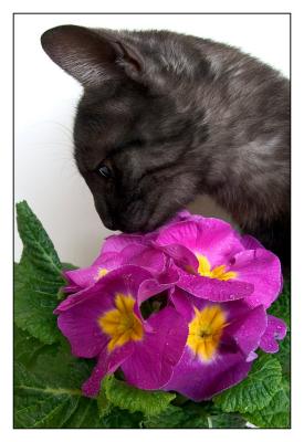 Curiosity (*)