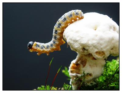 Get Me Off This Mushroom*