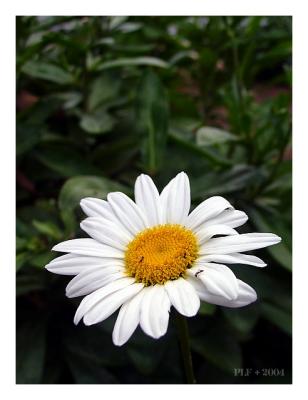 Yellow and White with a touch of red (*)