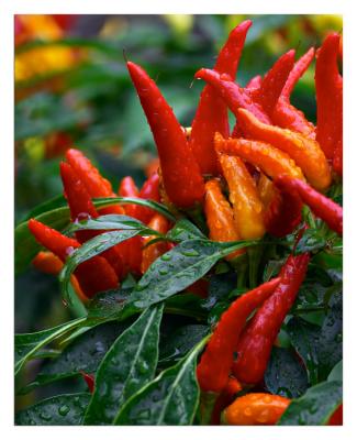 Chili Peppers II*