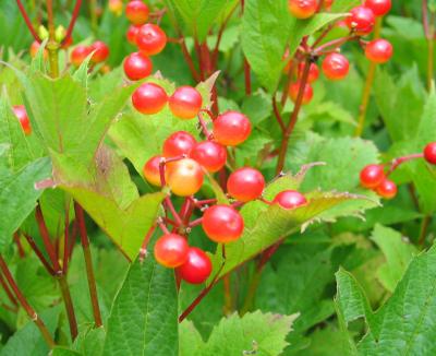 Cranberry bush *